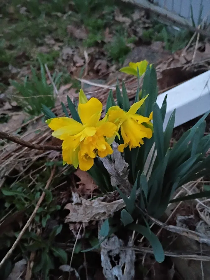 Allegheny National Forest
