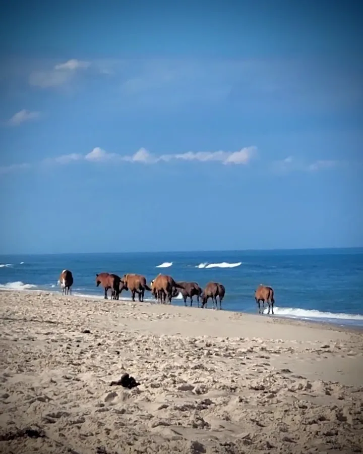 Assateague Island National Seashore