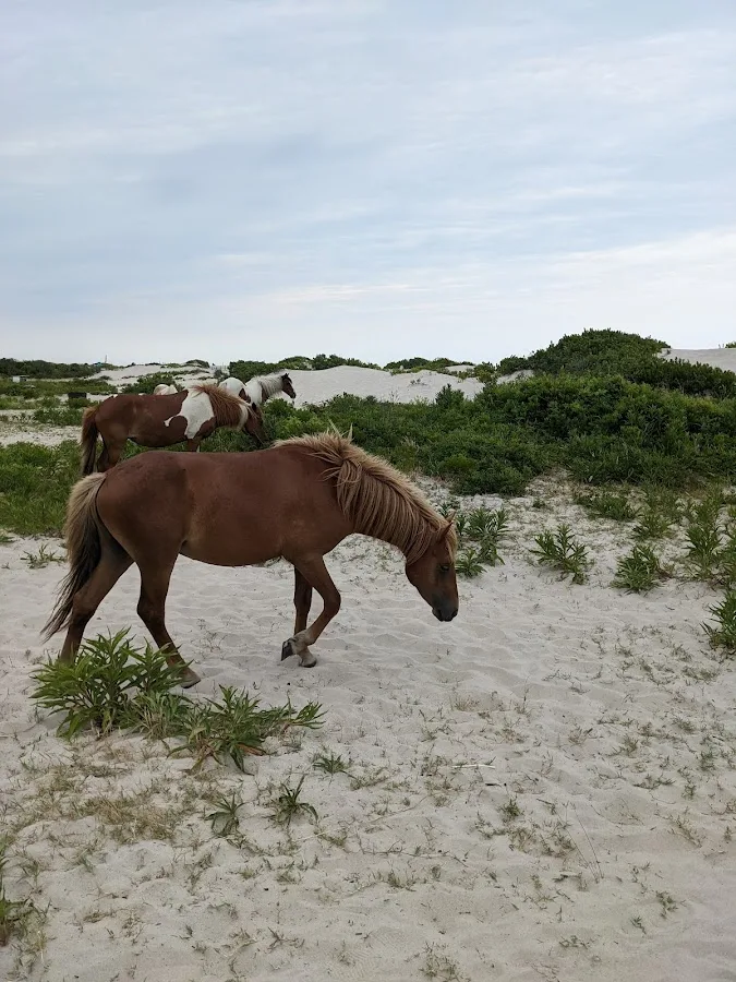 Assateague Island National Seashore Oceanside Loop 1