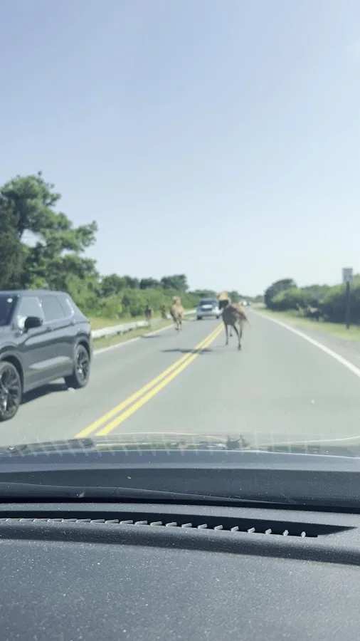 Assateague Island National Seashore Oceanside Loop 1