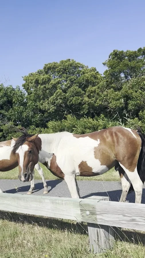 Assateague Island National Seashore Oceanside Loop 1