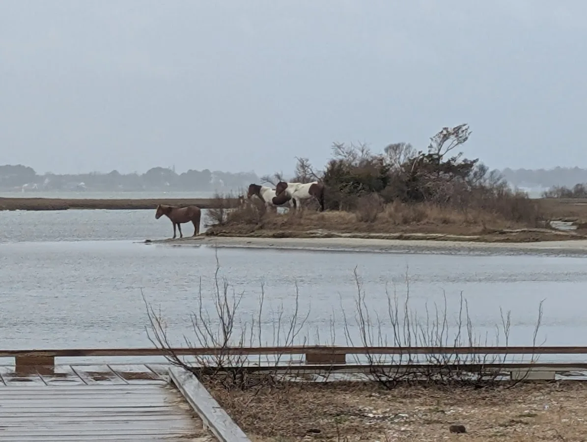 Assateague National Seashore Campground - Spot Bayside B33