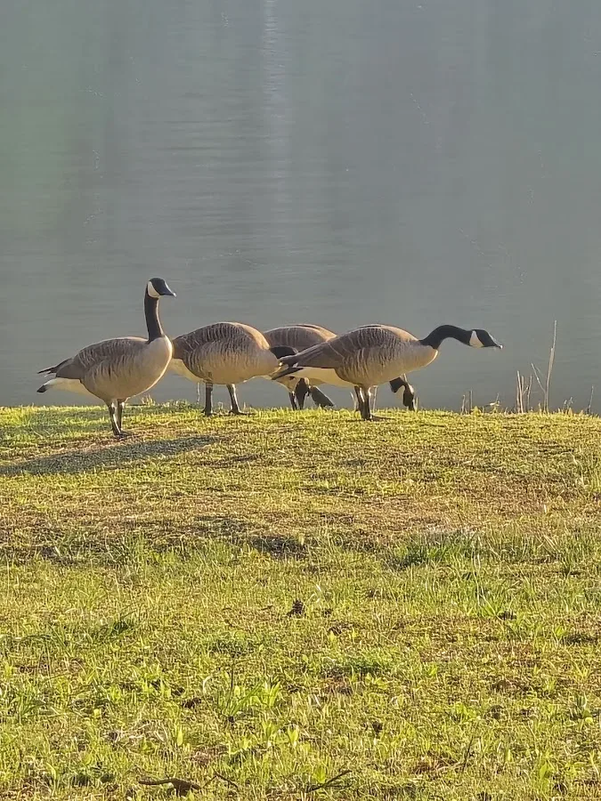 Aux Arc Park (South Park)