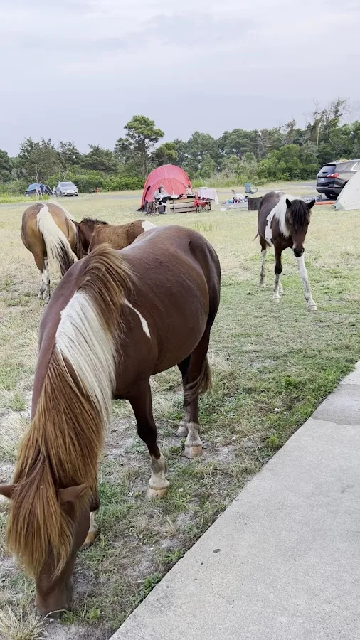 Bayside Drive-in Campground