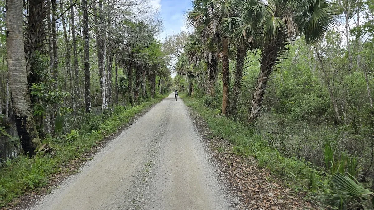 Bear Island Big Cypress national preserve