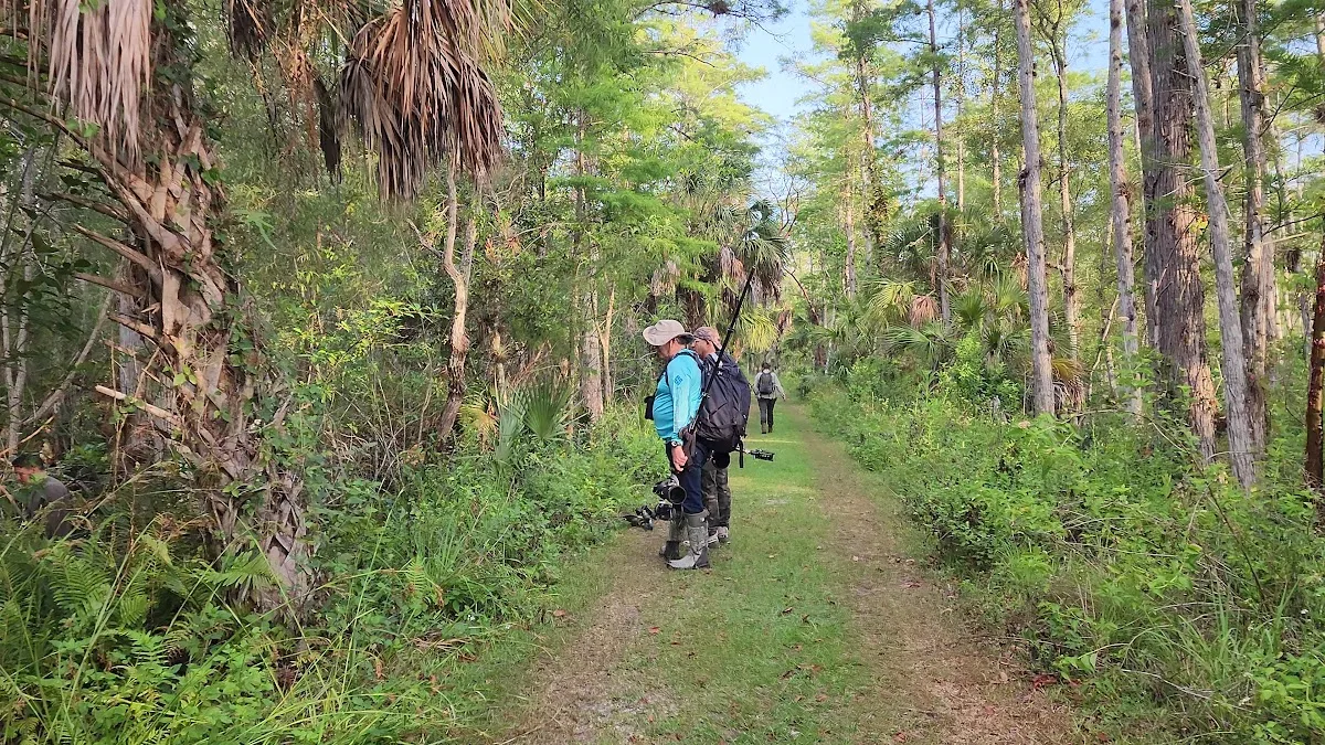Bear Island Big Cypress national preserve