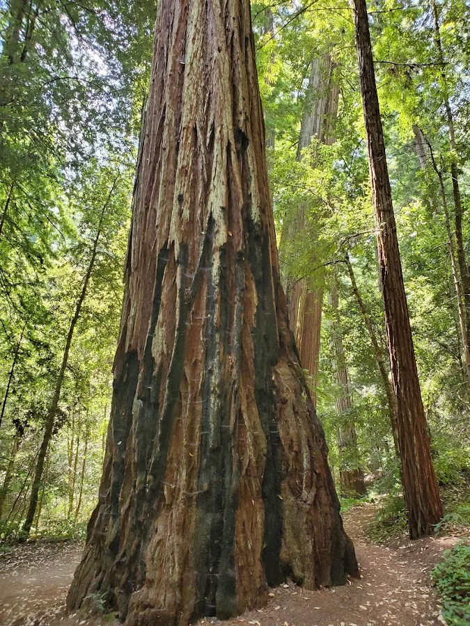 Big Basin Redwoods State Park