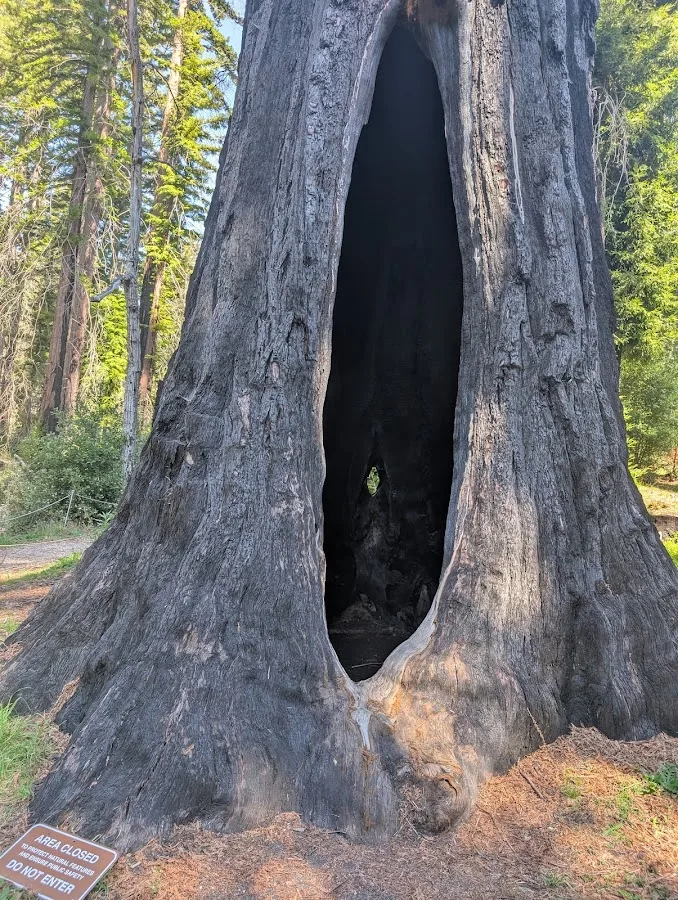 Big Basin Redwoods State Park