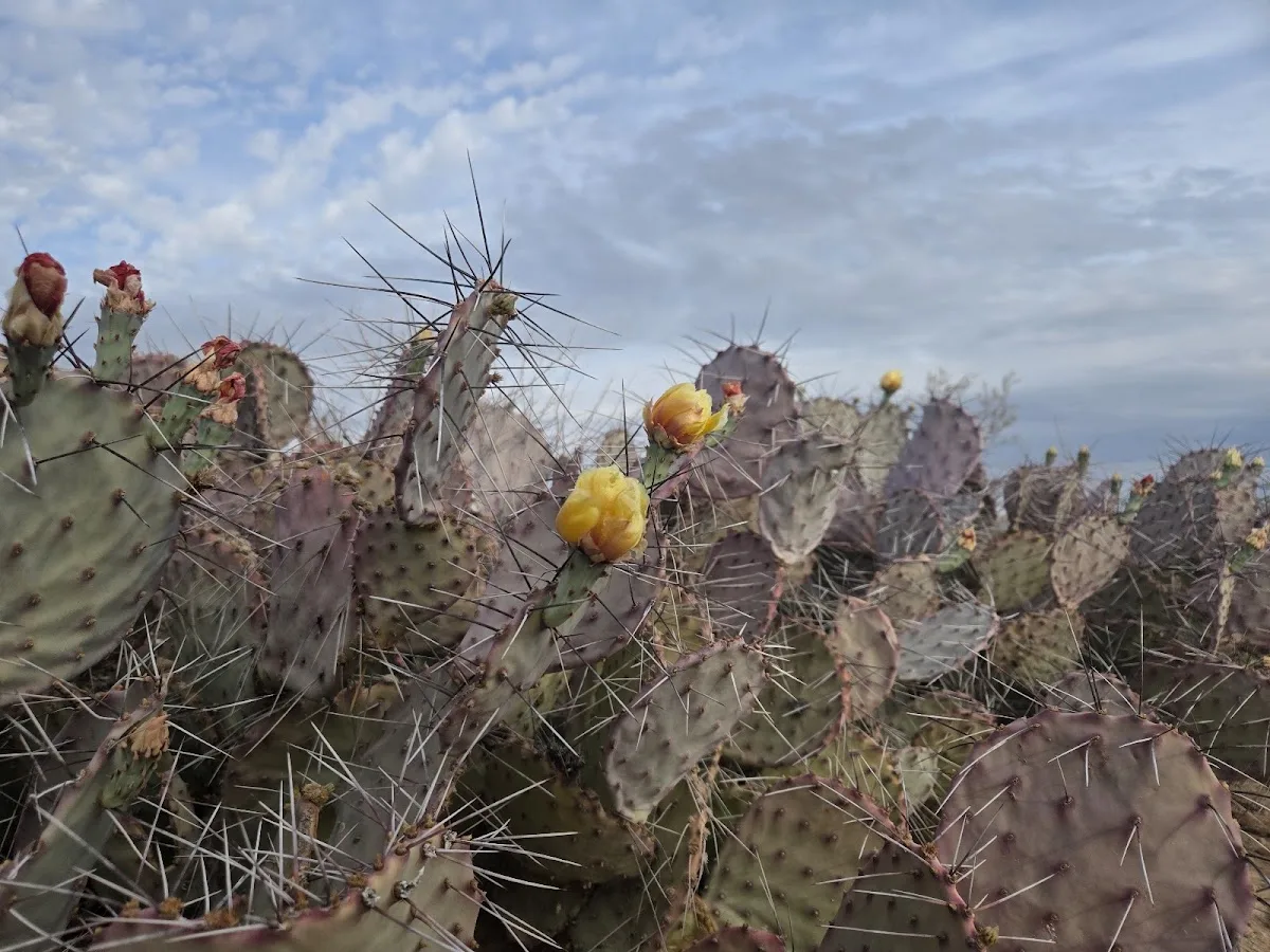 Big Bend National Park