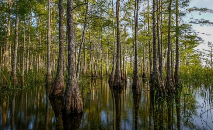 Big Cypress National Preserve