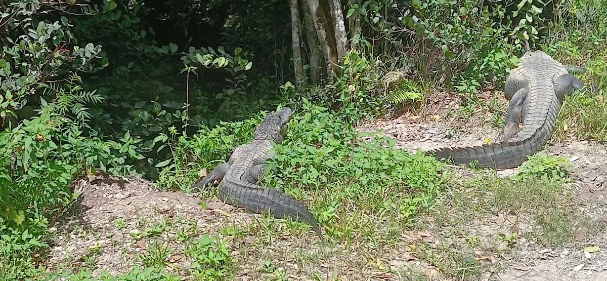 Big Cypress National Preserve