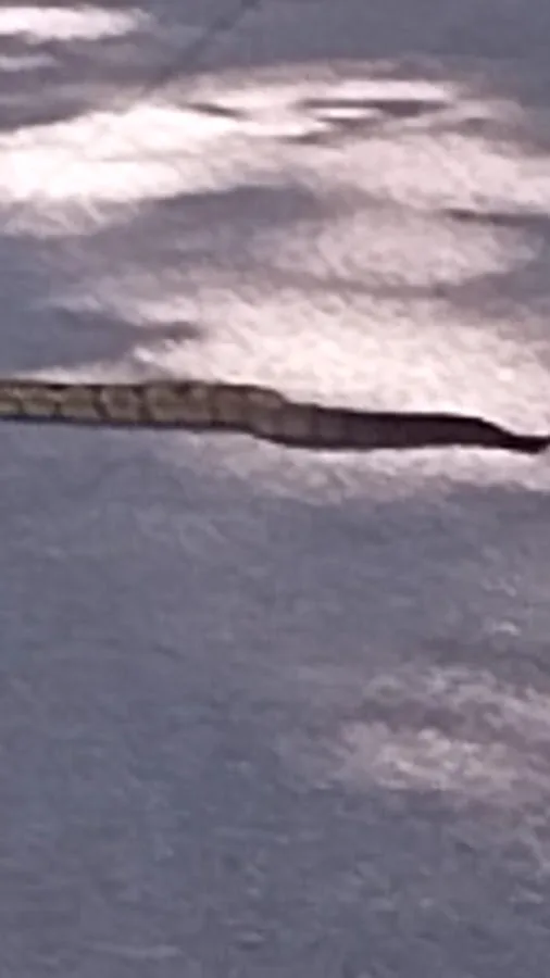 Brown County State Park Taylor Ridge