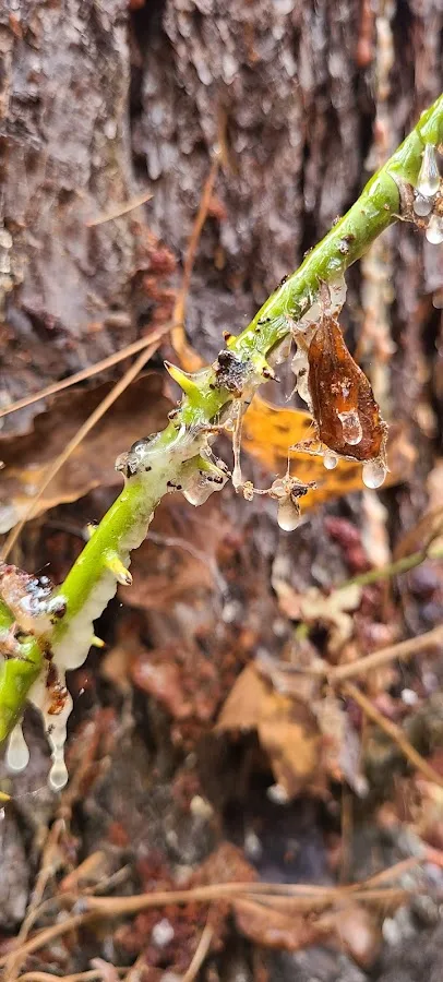 Buttonwood Hill Campsite