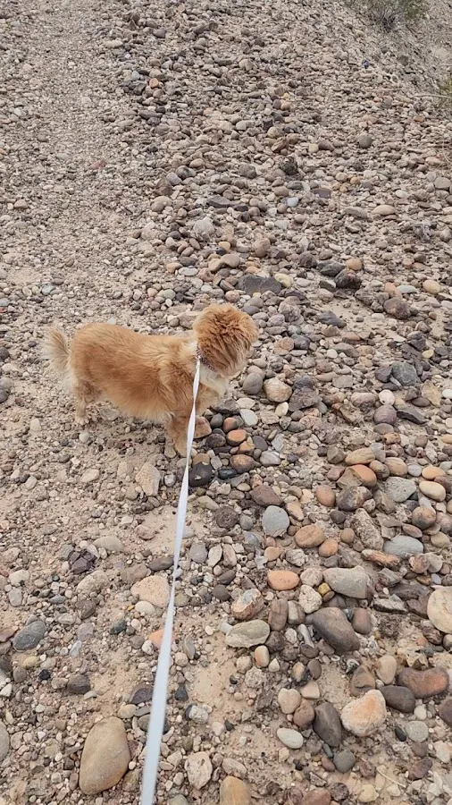 Callville Bay Campground