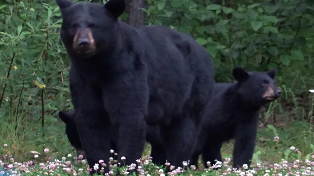 Centennial Campground