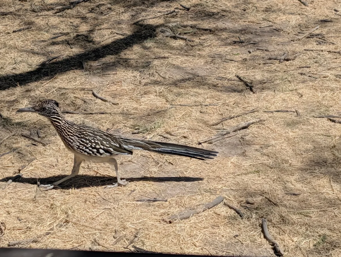 Cottonwood Campground
