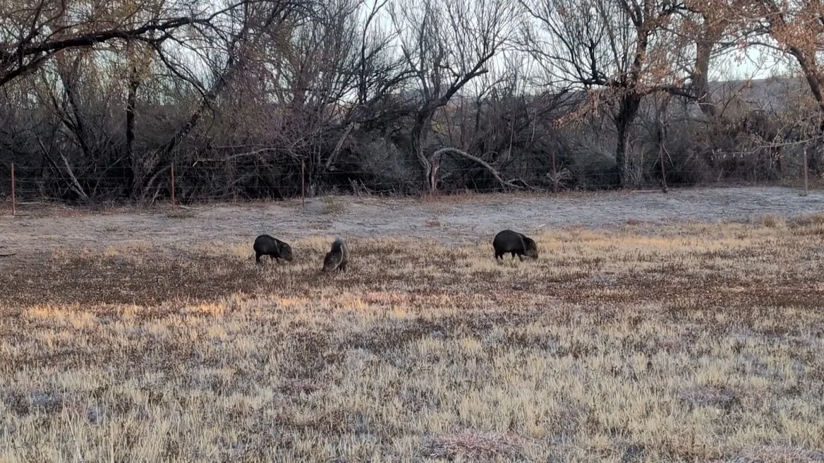 Cottonwood Campground