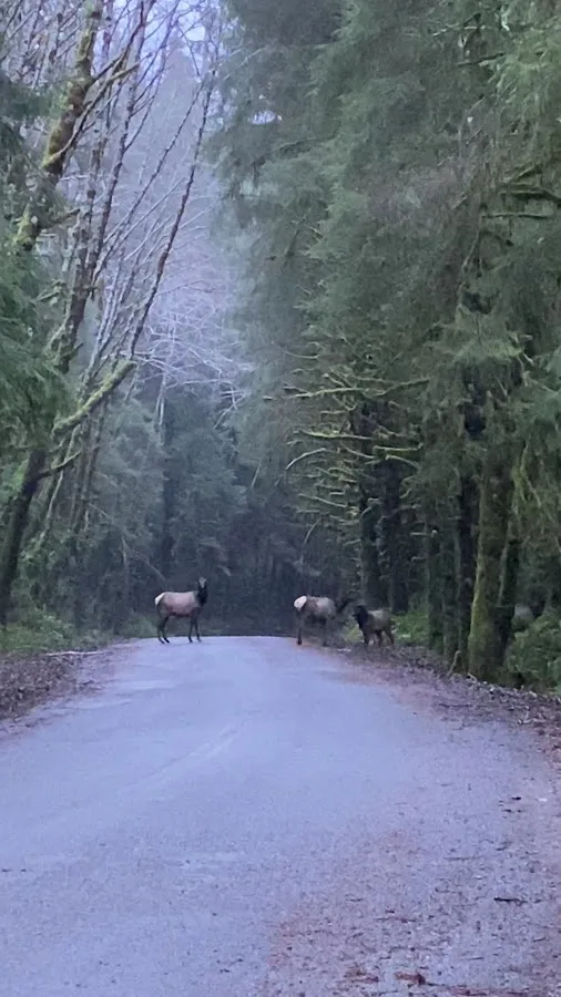 Cottonwood Campground