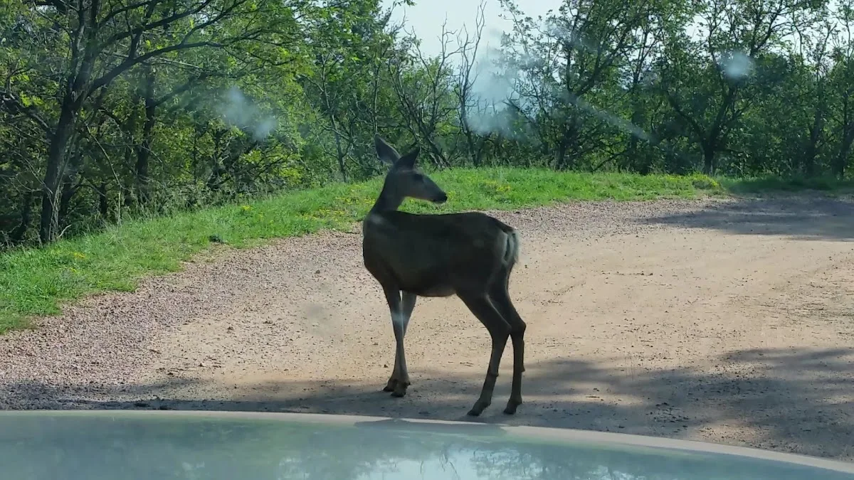 Crystal Kangaroo Campground