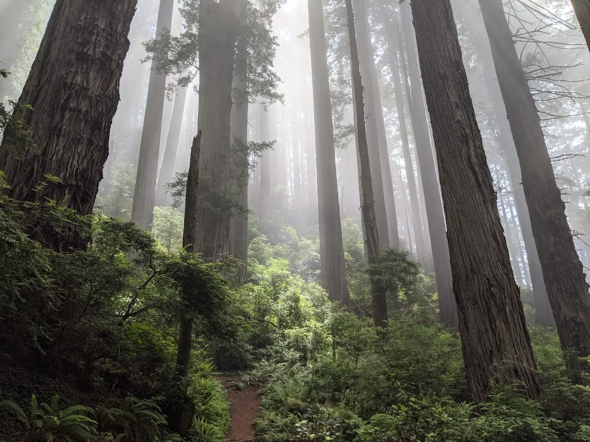 Del Norte Coast Redwoods State Park