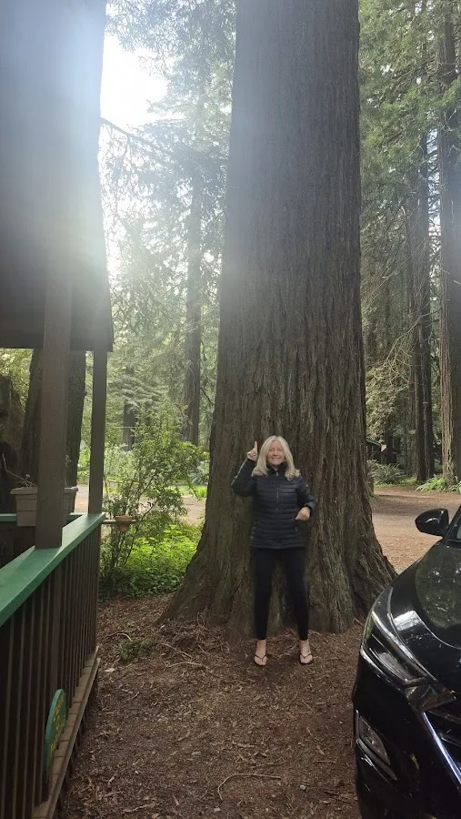 Emerald Forest Cabins & RV