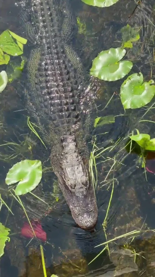 Everglades National Park