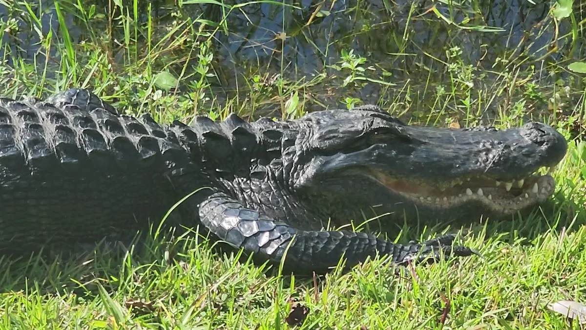 Everglades National Park