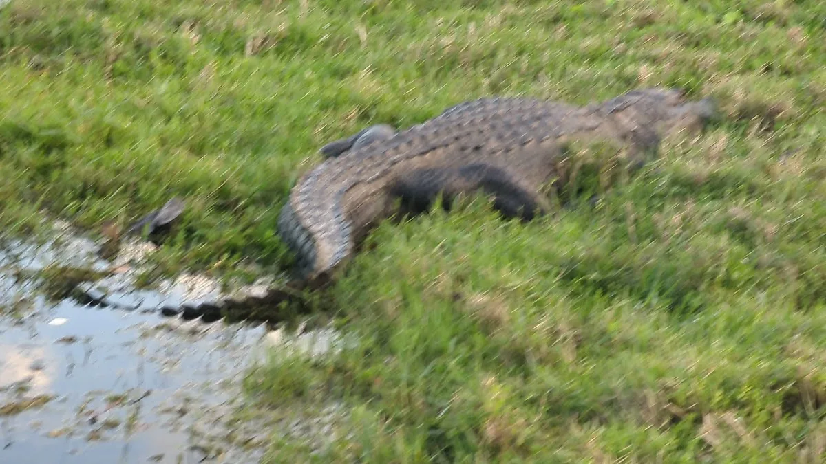 Everglades Safari Park