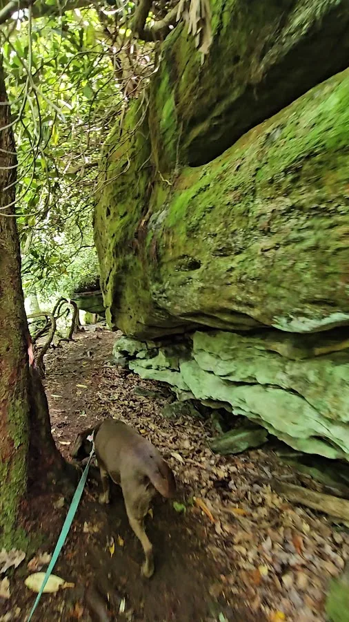 Garrett State Forest