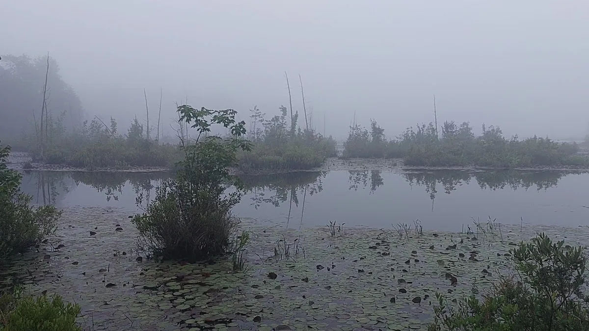 Goshen Pond Camping Area