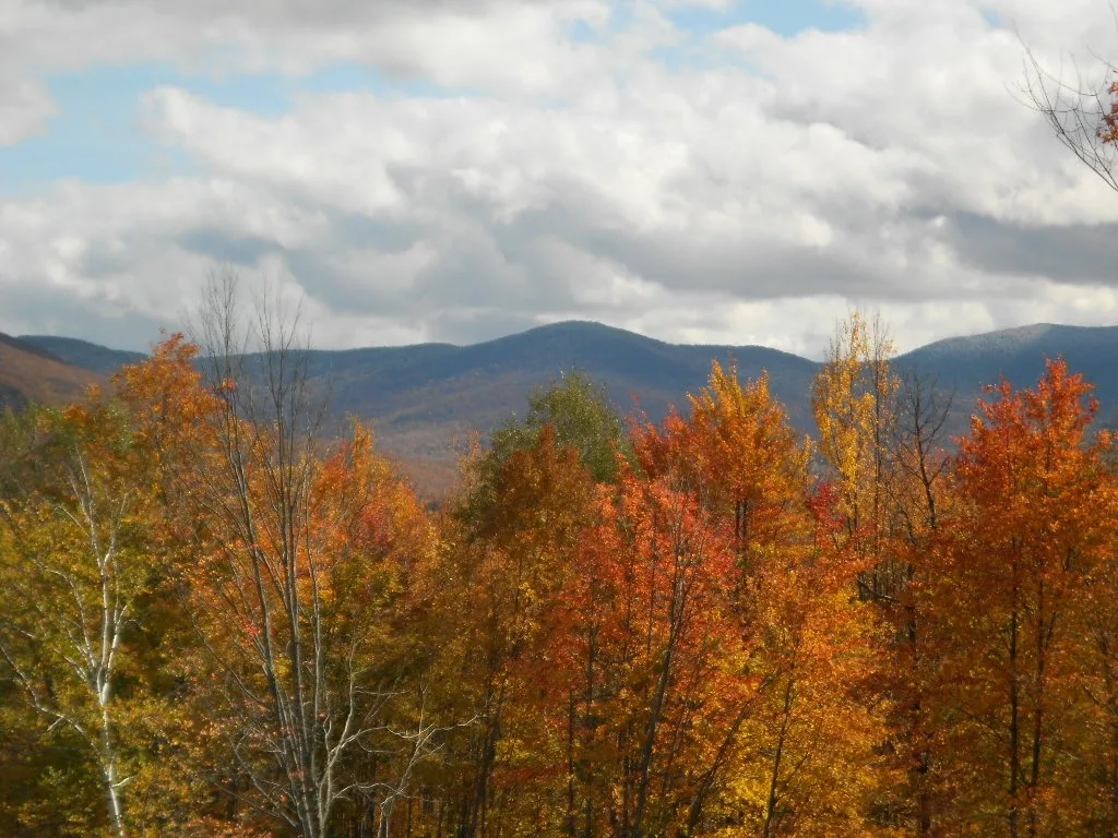 Green Mountain and Finger Lakes National Forests