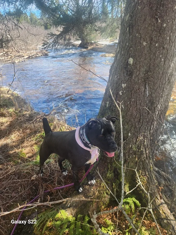 Green Mountain and Finger Lakes National Forests