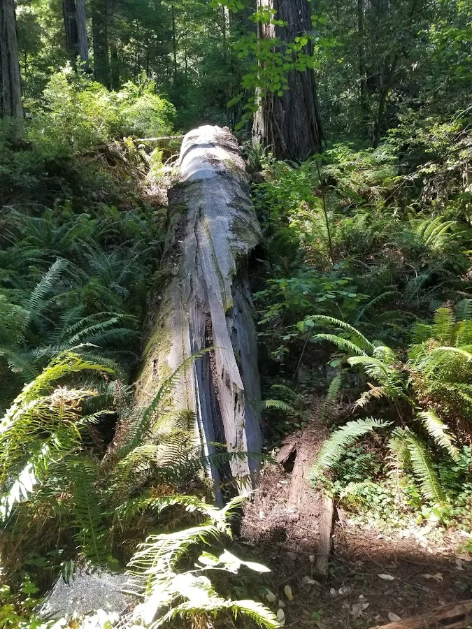 Grizzly Creek Redwoods State Park