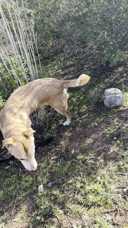 Guajome Regional Park campground