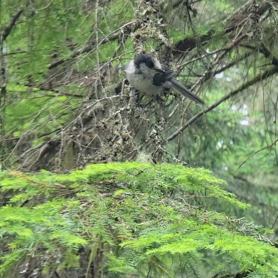 Heart O' the Hills Campground