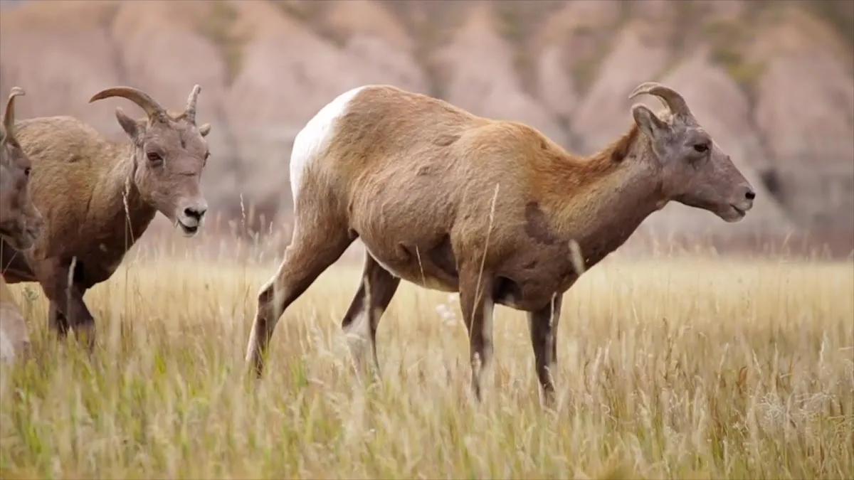 Heartland RV Resort & Cabins
