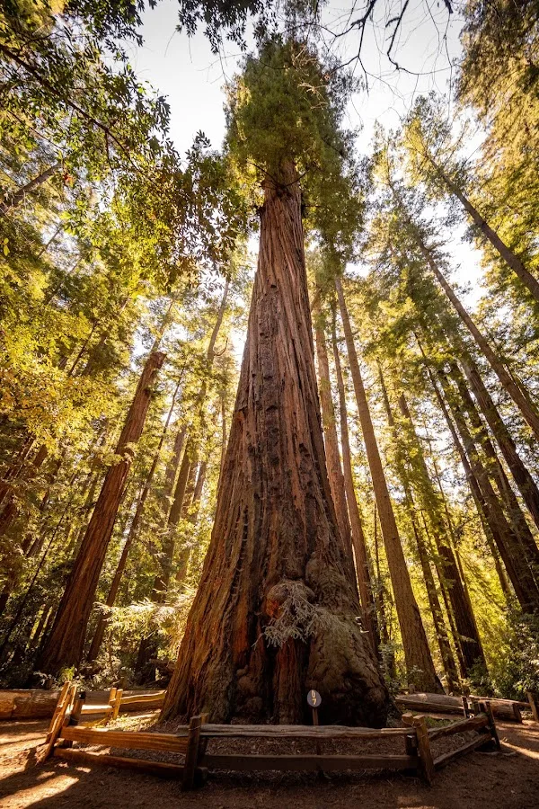 Henry Cowell Redwoods State Park