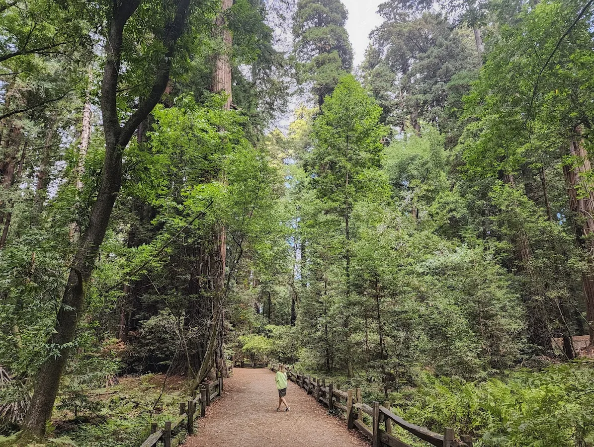 Henry Cowell Redwoods State Park