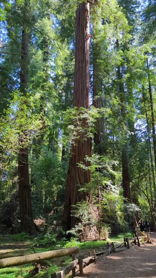 Henry Cowell Redwoods State Park
