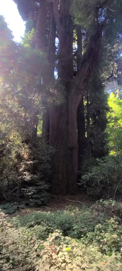 Henry Cowell Redwoods State Park Campground