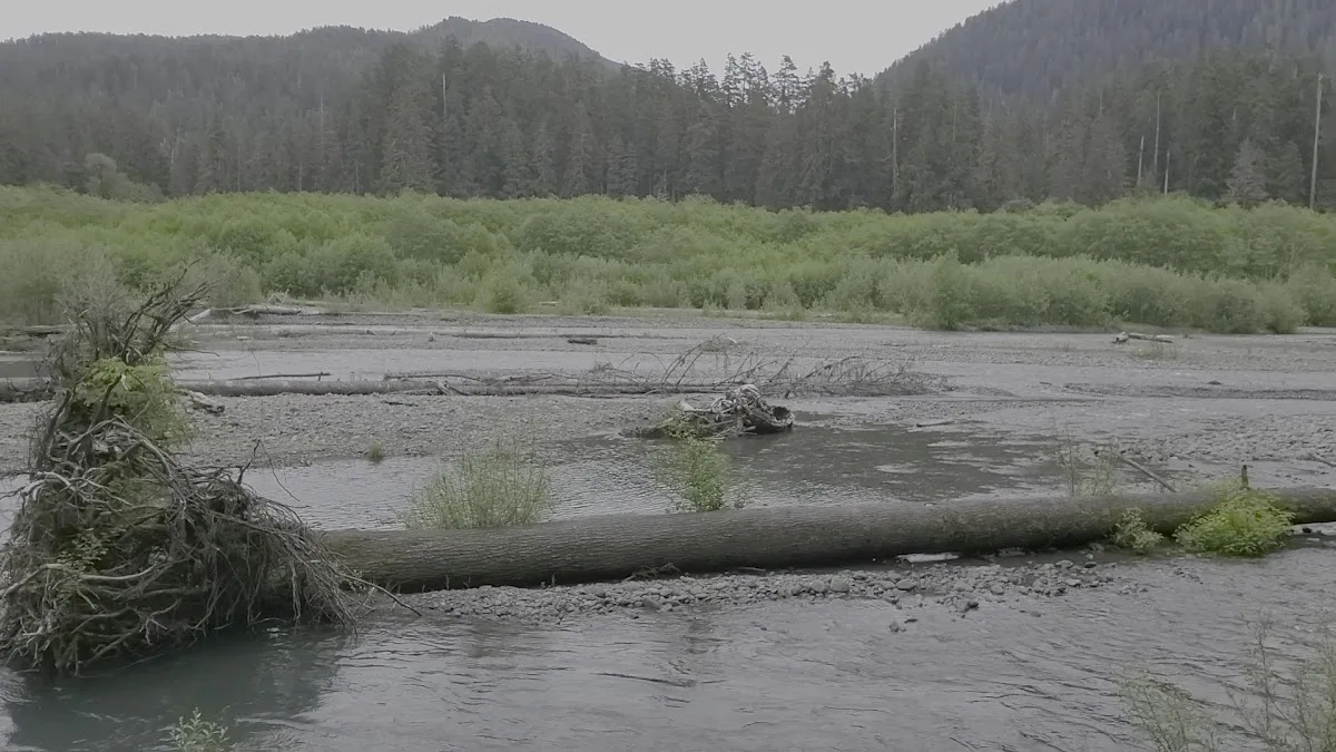Hoh Rain Forest Campground