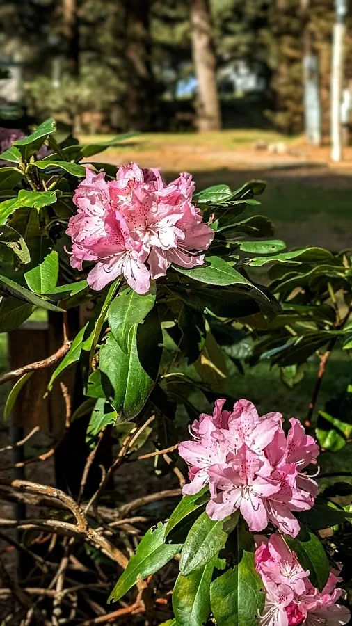 Honey Bear by the Sea RV Resort and Campground