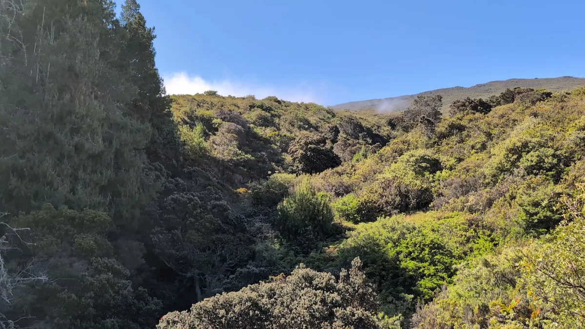 Hosmer Grove Campground