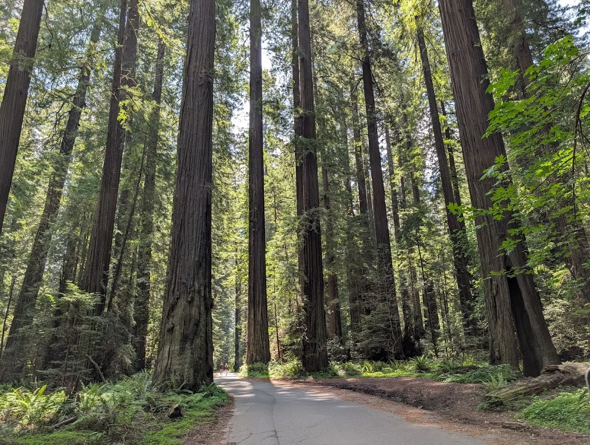 Humboldt Redwoods State Park