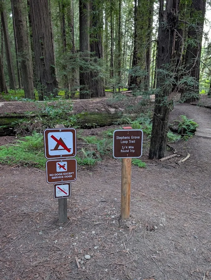 Humboldt Redwoods State Park