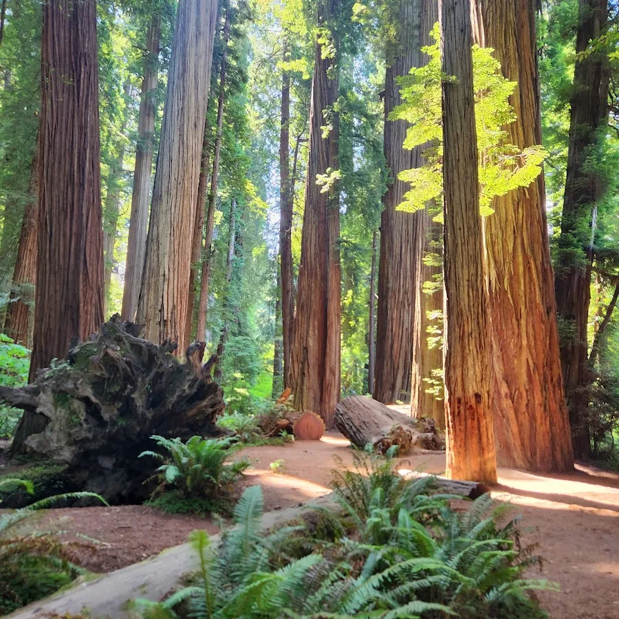Jedediah Smith Redwoods State Park