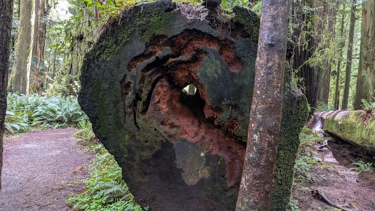Jedediah Smith Redwoods State Park