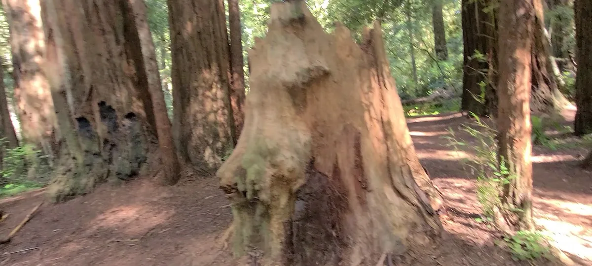 Jedediah Smith Redwoods State Park