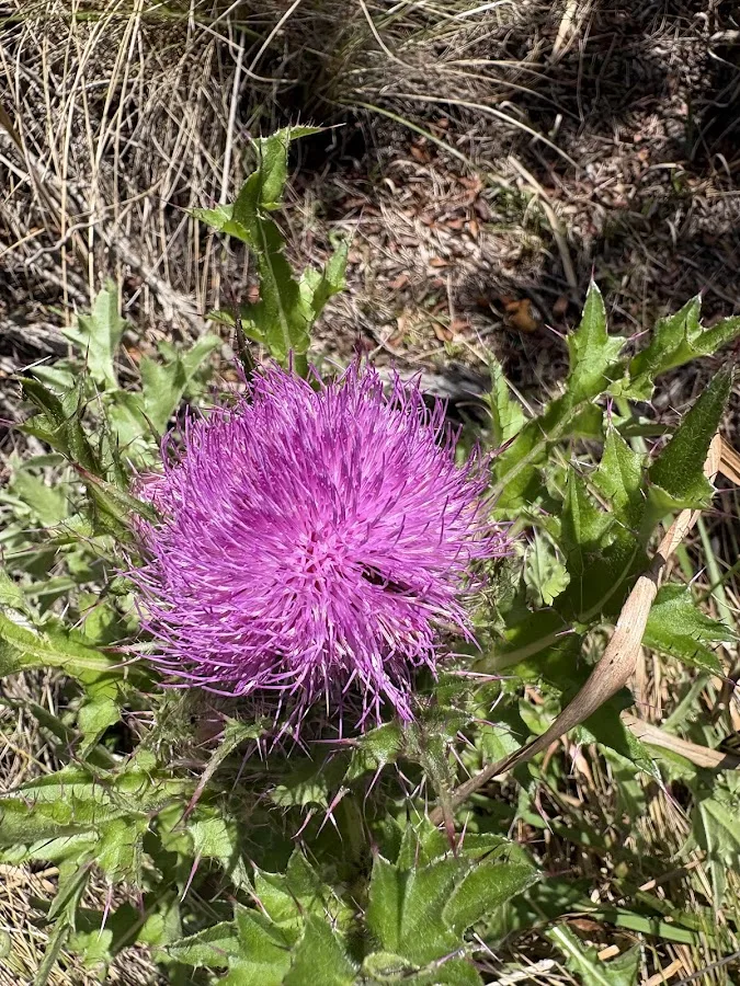 Juniper Springs Recreation Area