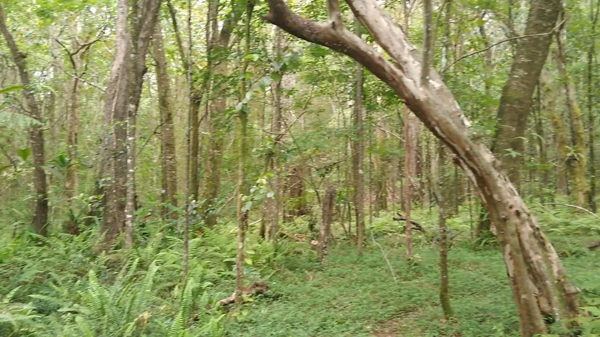 Kalōpā State Recreation Area